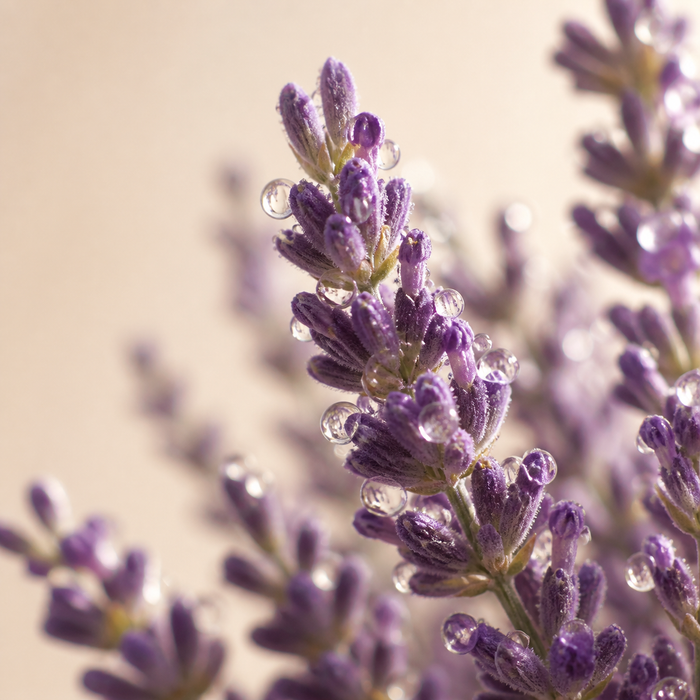 Lavendel